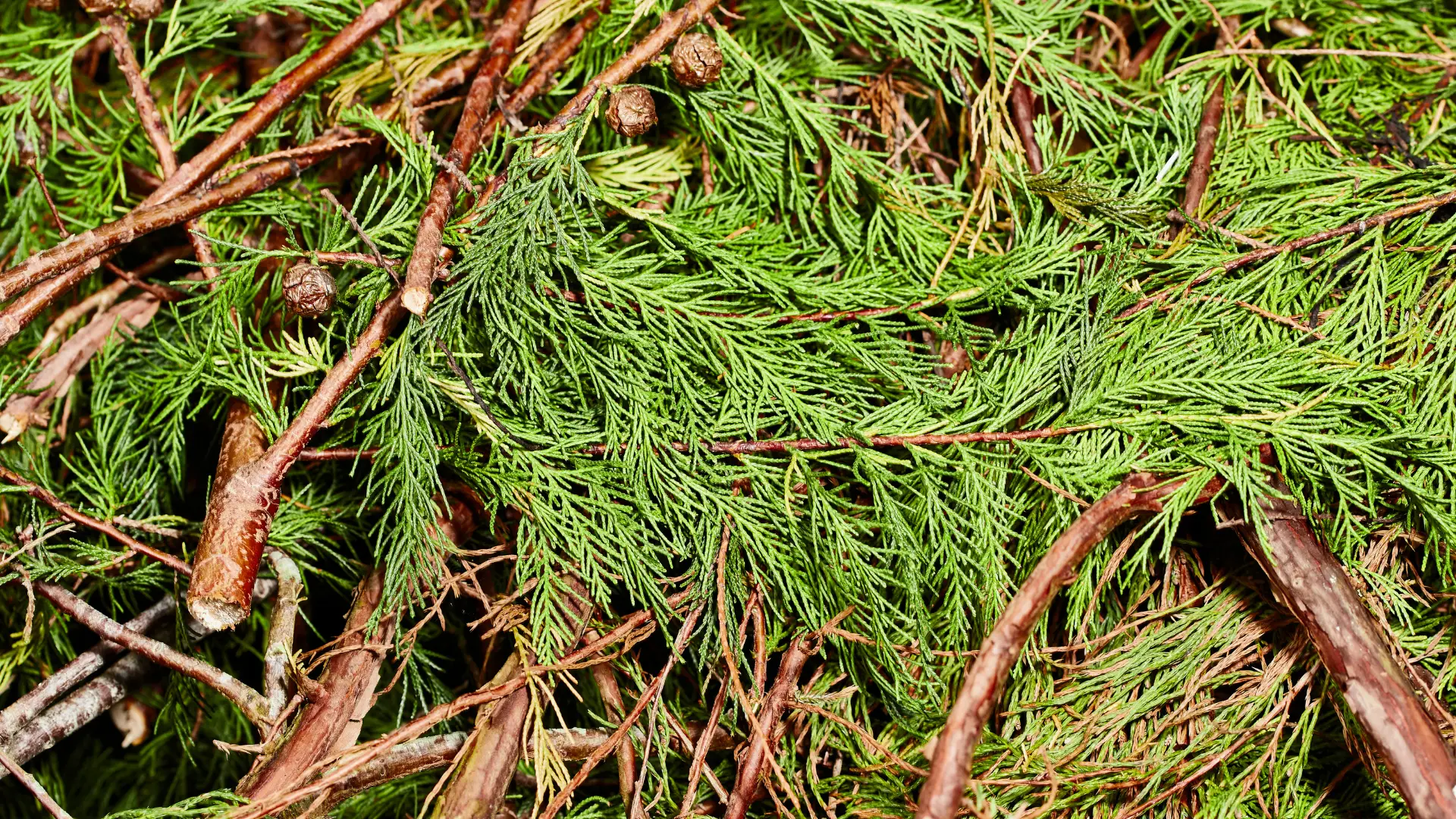 Can You Use Conifer Cuttings for Mulch 1