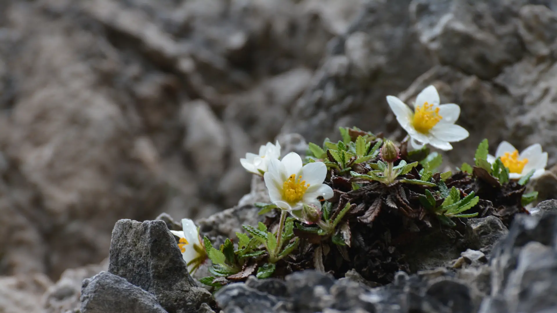 Can You Use Ericaceous Compost For Alpines