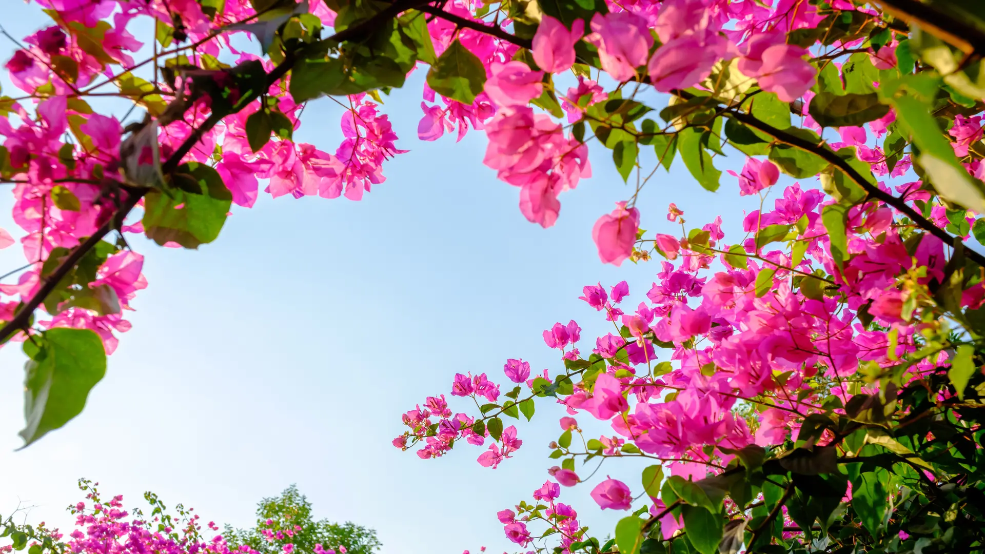 Can You Use Ericaceous Compost For Bougainvillea