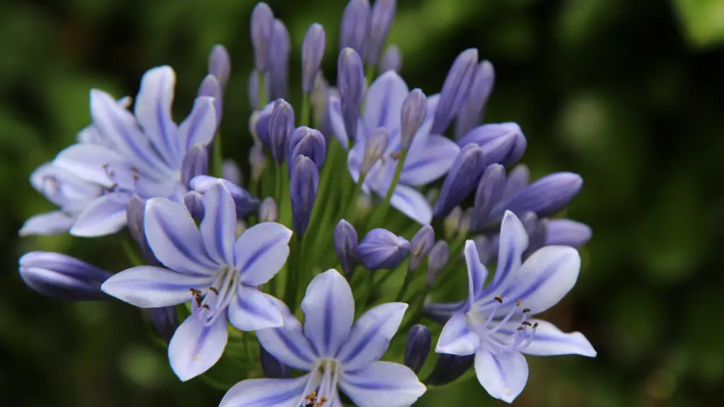 Can You Use Ericaceous Compost For Agapanthus? Little Leafy