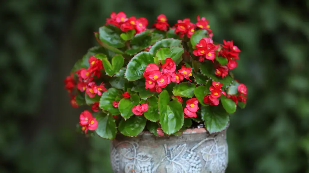Can You Use Ericaceous Compost For Begonias? Little Leafy