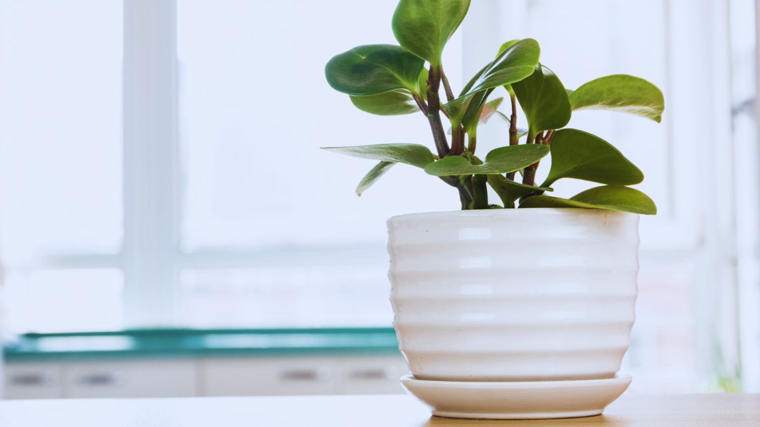 Can You Use Mulch In Potted Plants? Little Leafy