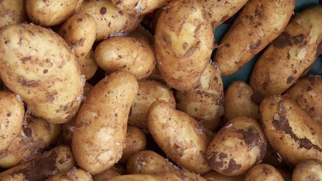 Can You Use Mushroom Compost For Potatoes? 🥔 Little Leafy