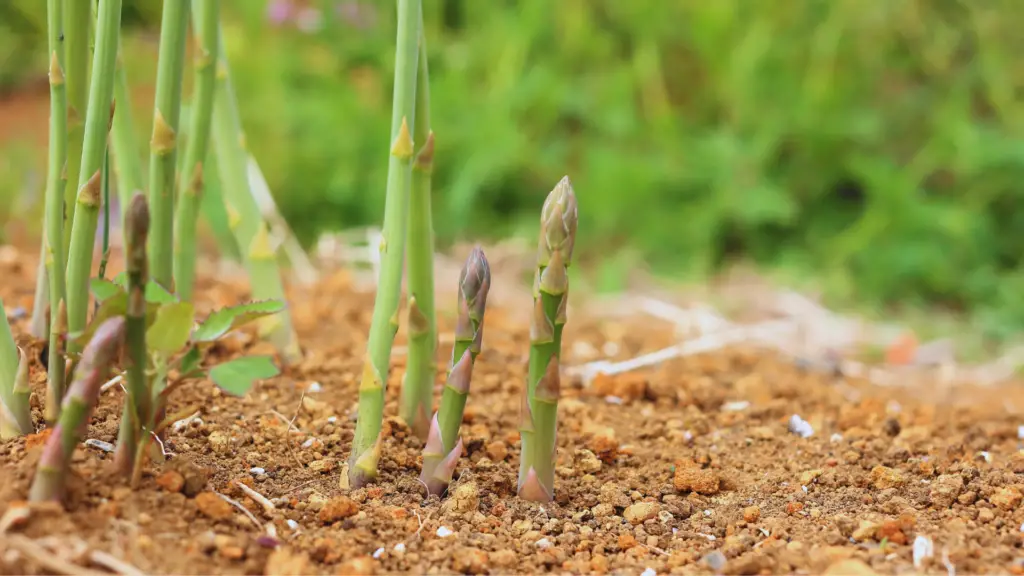 Can You Use Mushroom Compost On Asparagus? Little Leafy
