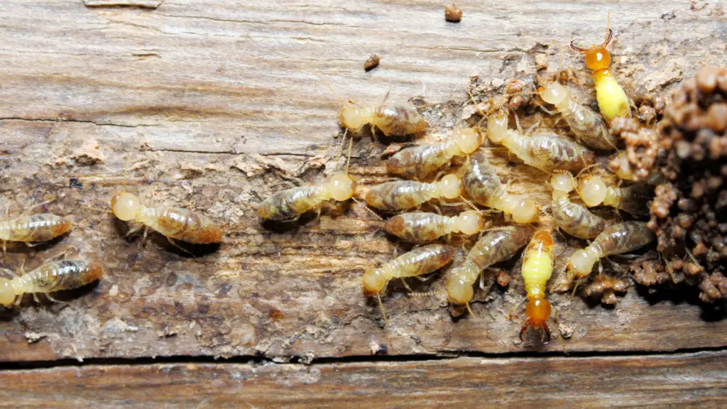 Can Mulch Cause Termites? - Little Leafy