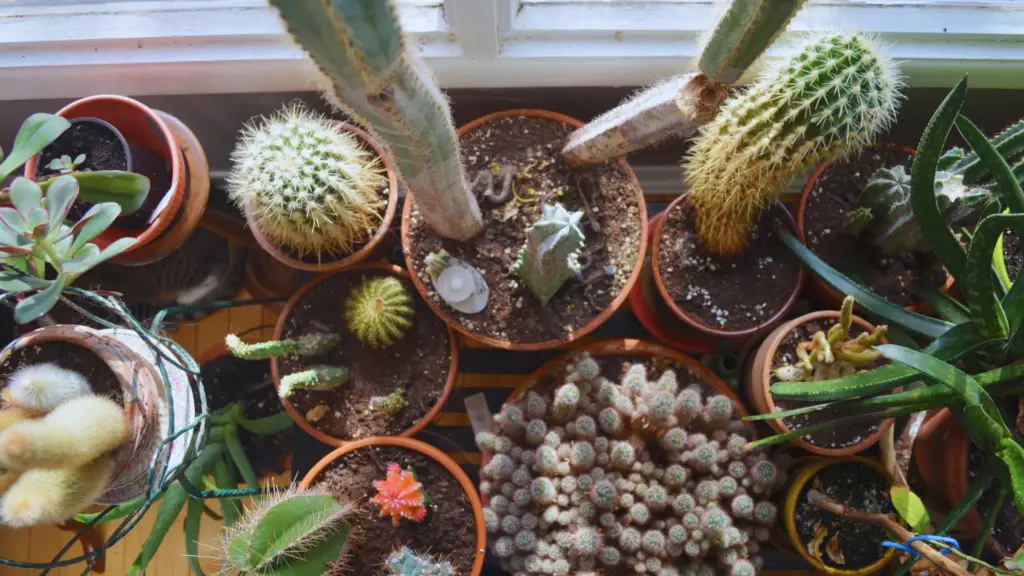 Can You Use Ericaceous Compost For Cacti? Little Leafy