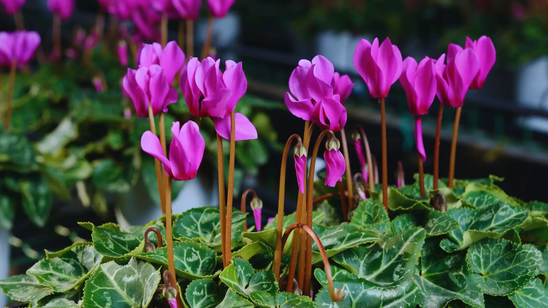 Can You Use Ericaceous Compost For Cyclamen
