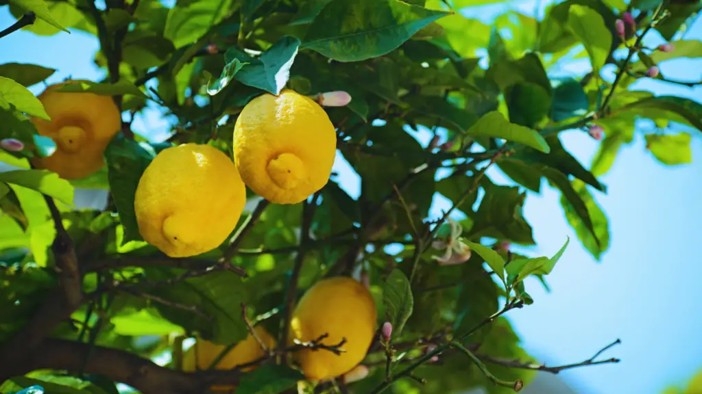 Can You Use Ericaceous Compost For Lemon Trees? - Little Leafy