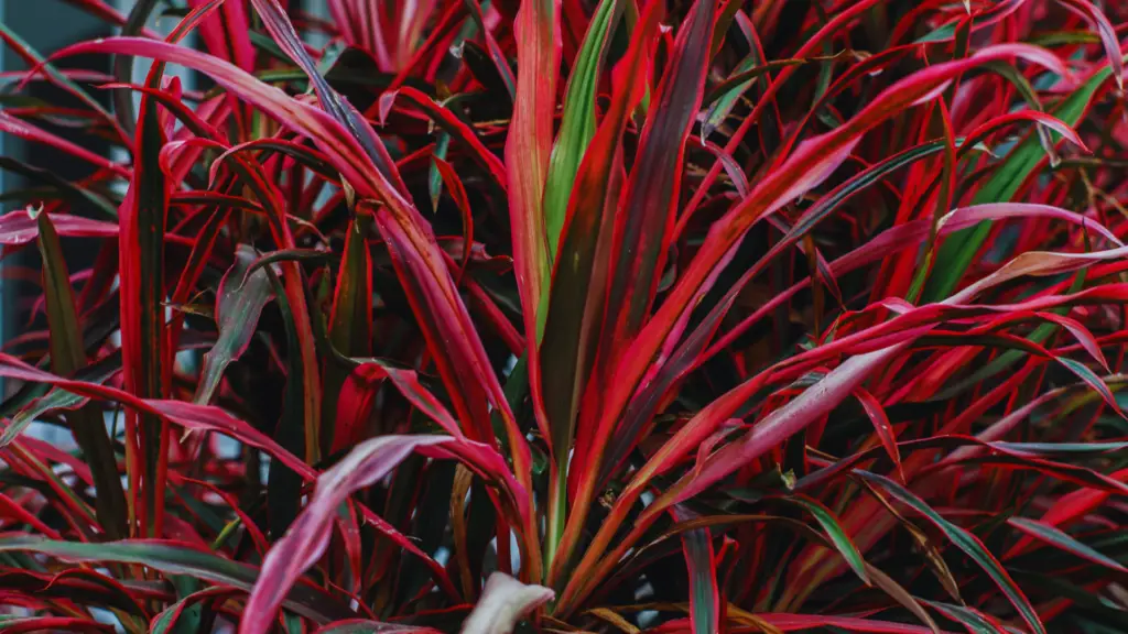 Can You Use Ericaceous Compost For Cordylines? Little Leafy