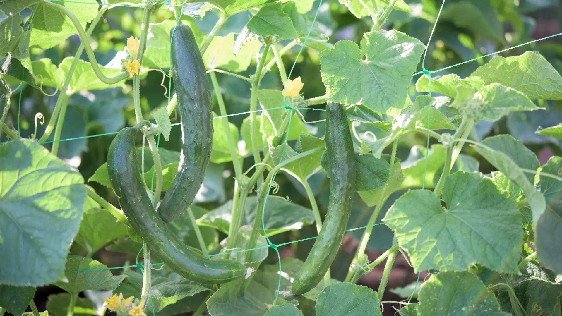 Can You Use Ericaceous Compost for Cucumbers