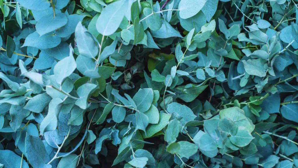 Can You Use Ericaceous Compost For Eucalyptus? Little Leafy