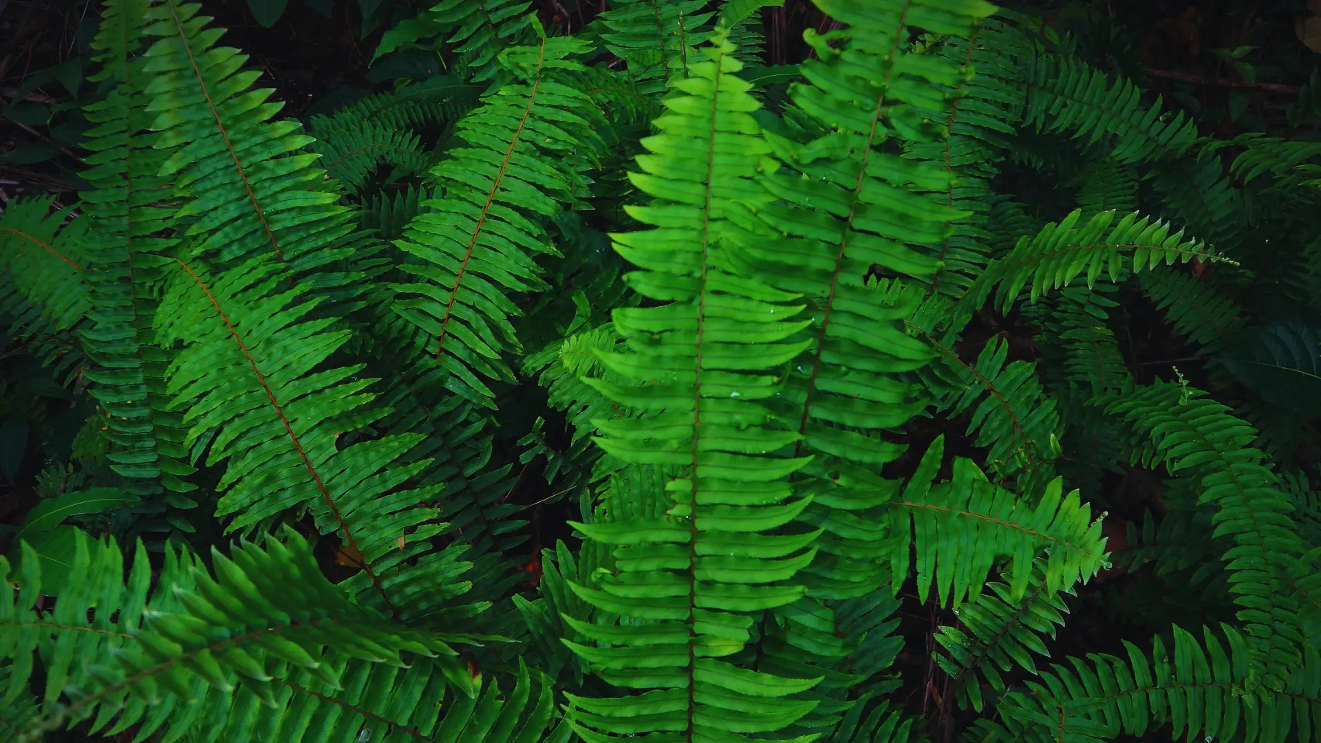 Can You Use Ericaceous Compost for Ferns