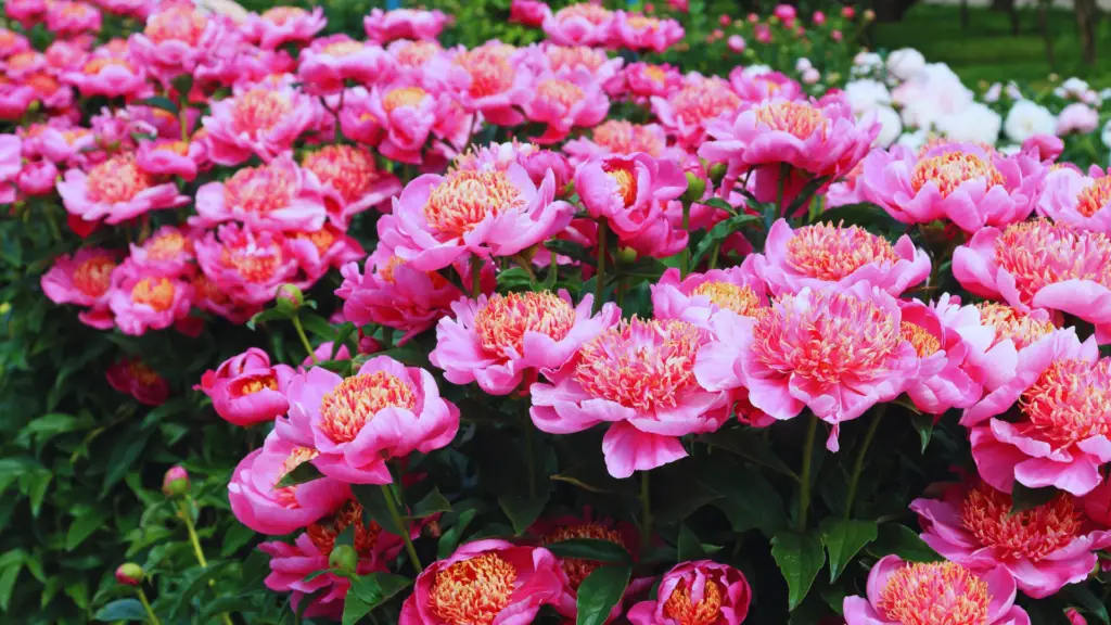 Can You Use Ericaceous Compost For Peonies? Little Leafy