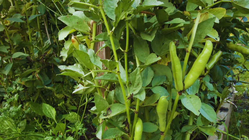 Do Beans Like Mushroom Compost? Little Leafy
