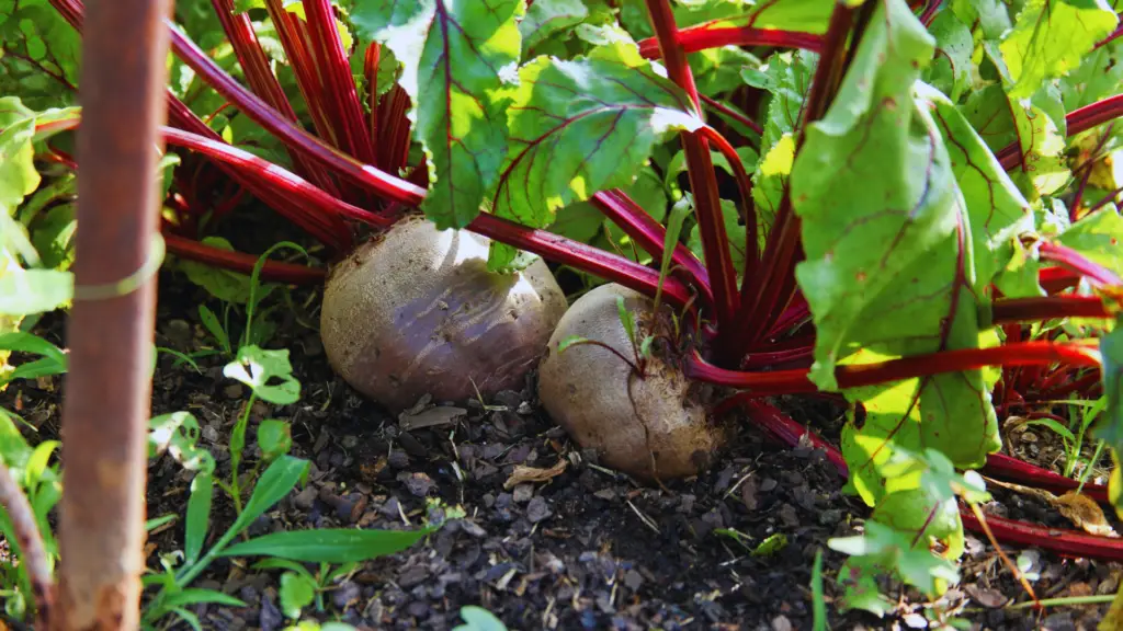 Do Beets Like Mushroom Compost? Little Leafy