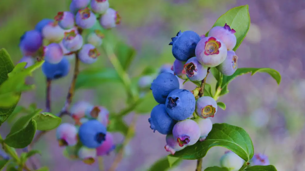 Do Blueberries Like Mushroom Compost? Little Leafy