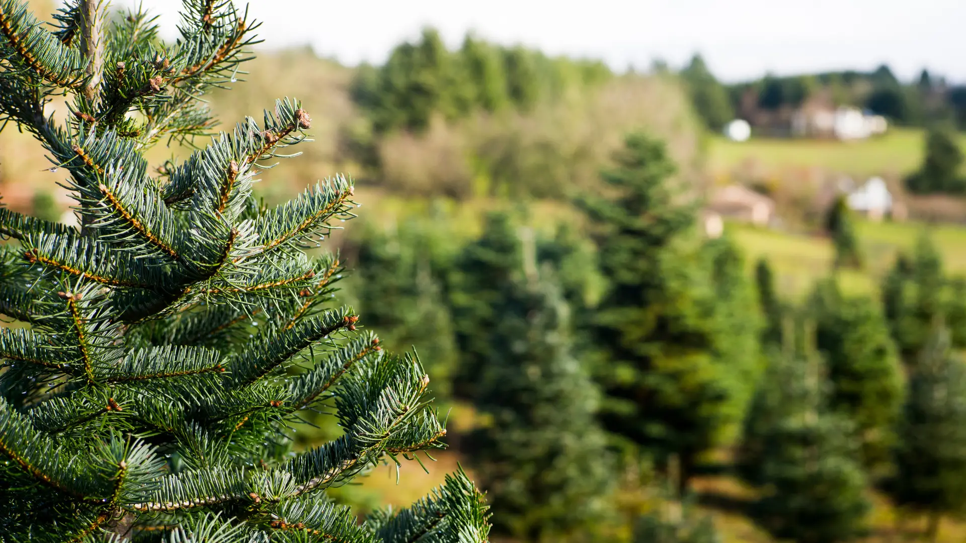Do Christmas Trees Need Ericaceous Compost