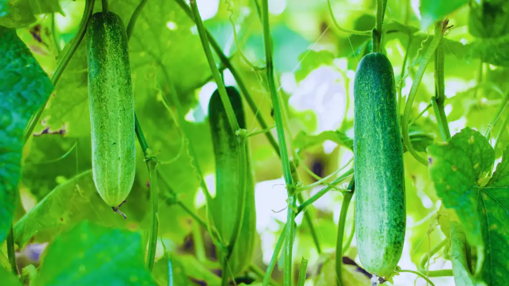 Do Cucumbers Like Mushroom Compost? Little Leafy