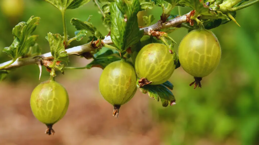 Do Gooseberries Need Ericaceous Compost? Little Leafy
