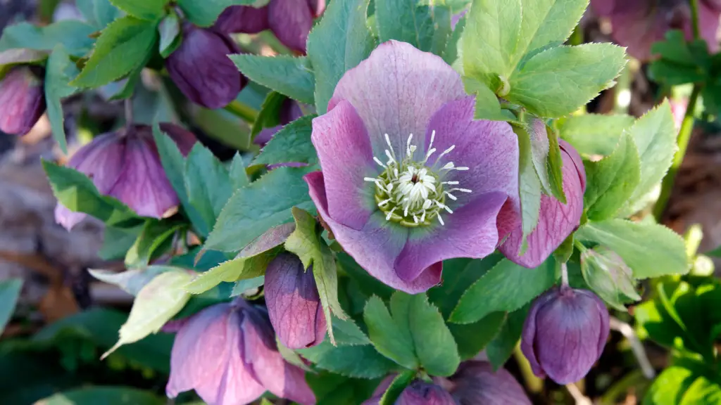 Do Hellebores Need Ericaceous Compost? Little Leafy