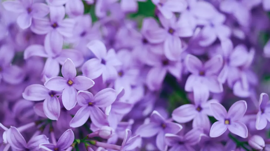 Do Lilacs Need Ericaceous Compost? Little Leafy