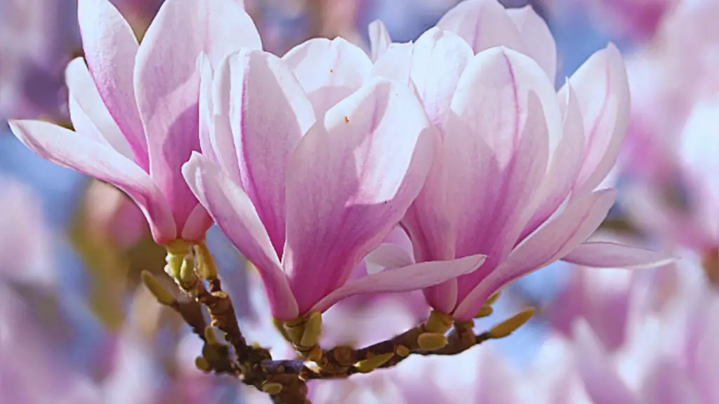 Do Magnolias Need Ericaceous Compost? Little Leafy