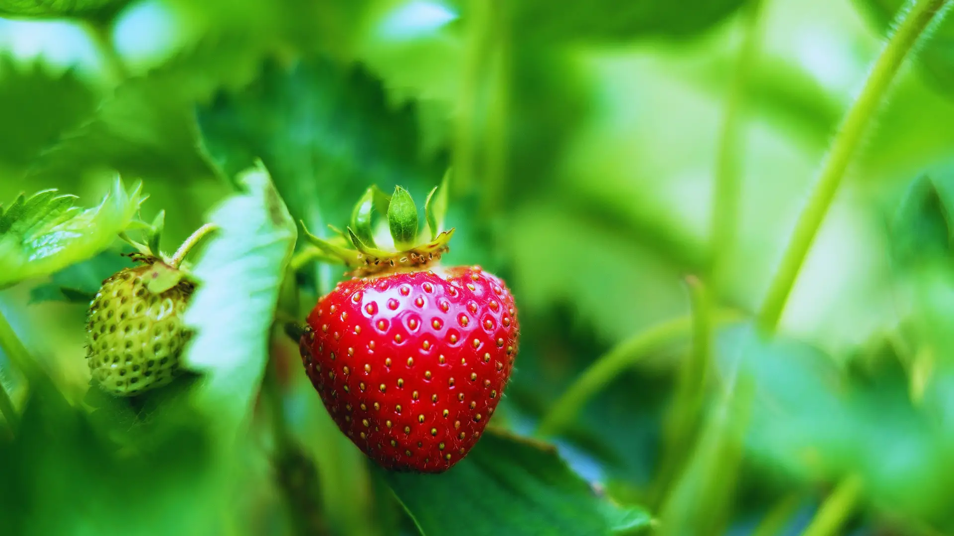 Do Strawberries Like Mushroom Compost
