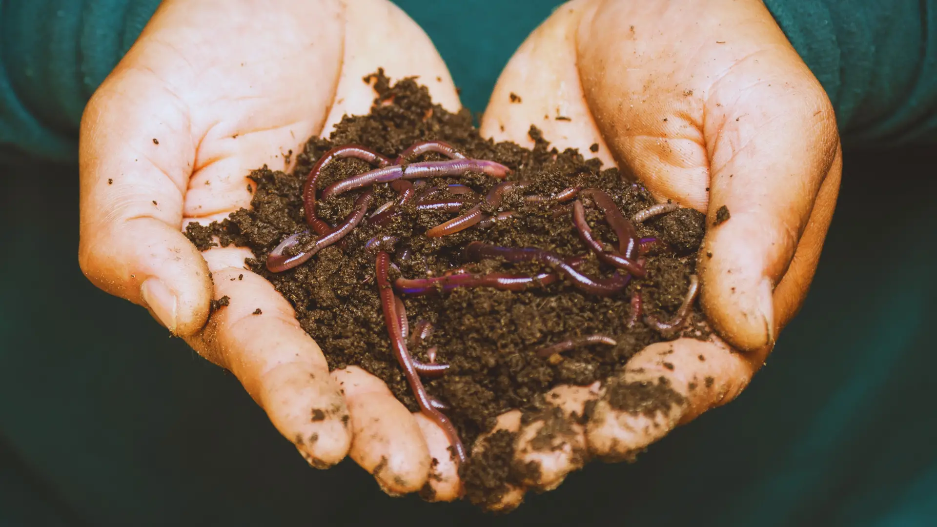 Do Worms Like Mushroom Compost
