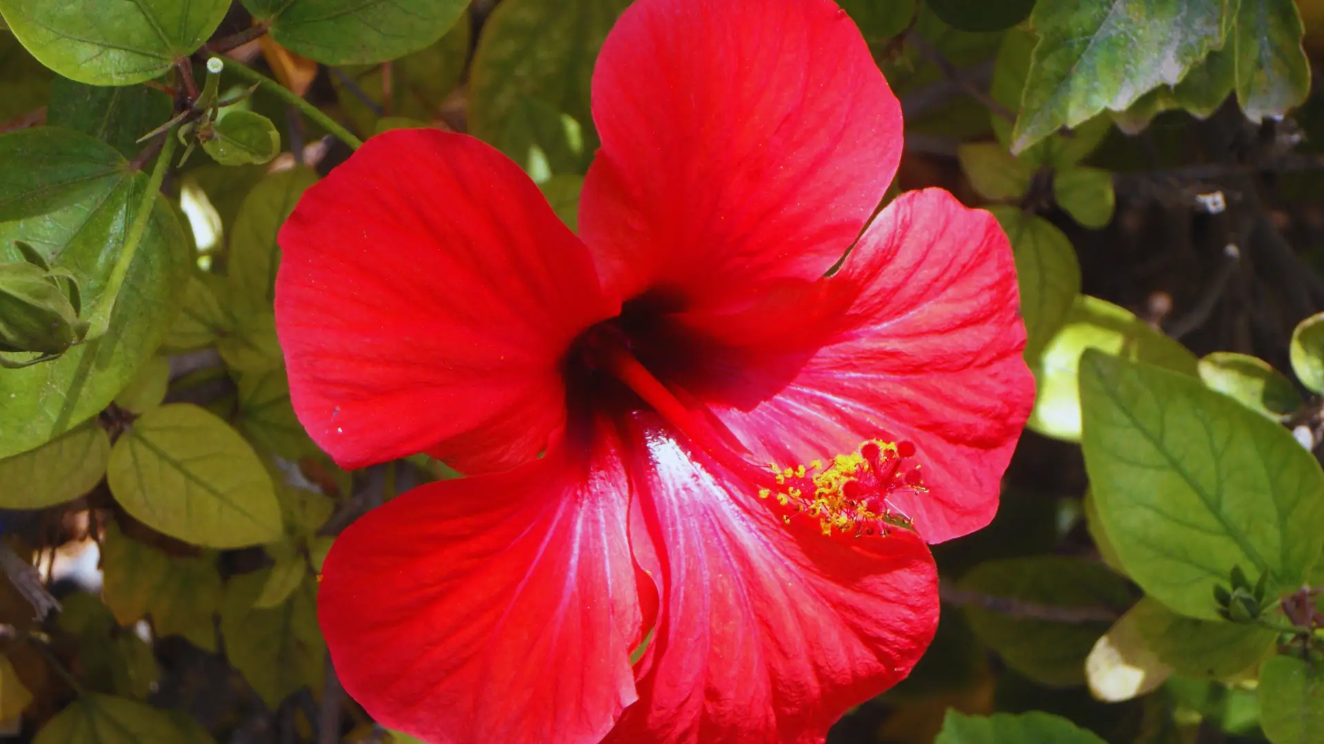 Does Hibiscus Need Ericaceous Compost