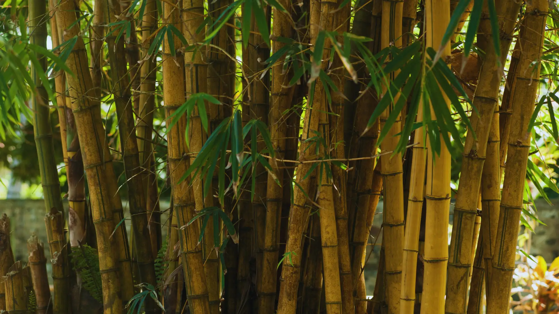 Is Ericaceous Compost Good For Bamboo