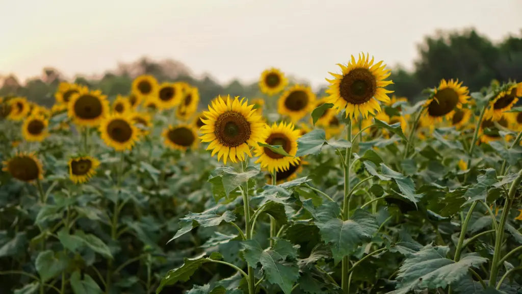 Will Sunflowers Grow In Ericaceous Compost? Little Leafy