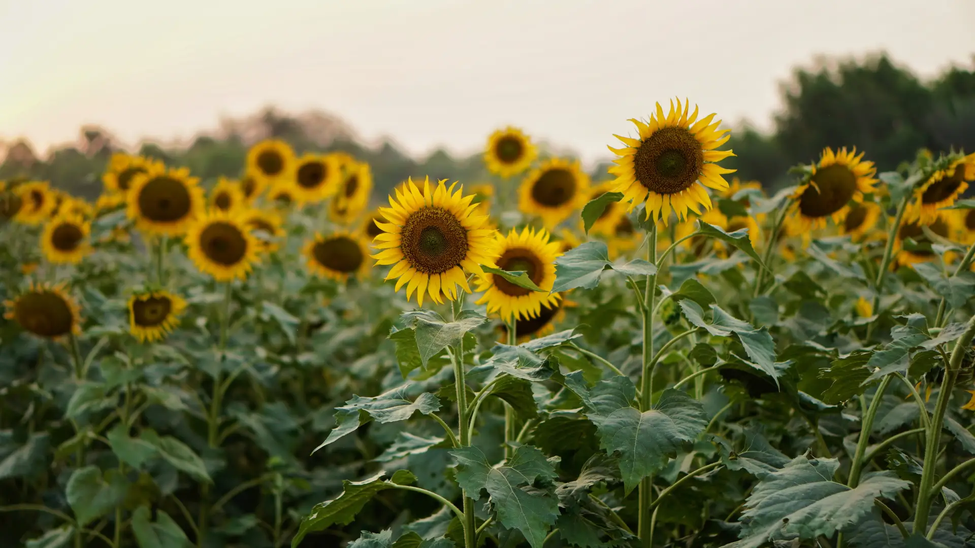 Will Sunflowers Grow In Ericaceous Compost