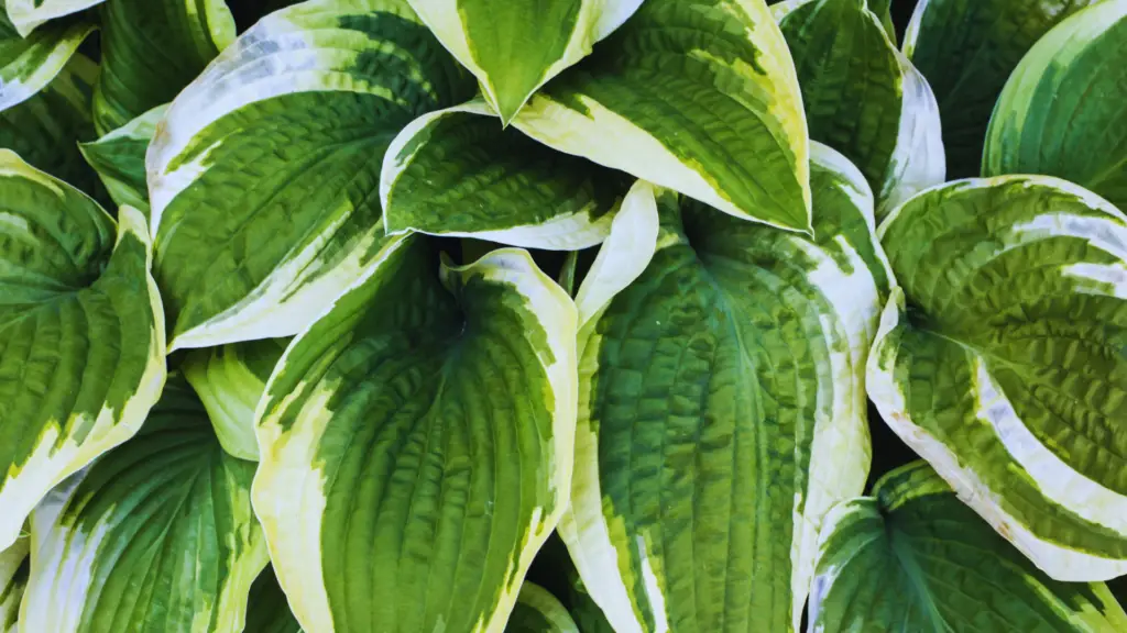 Do Hostas Like Mushroom Compost? Little Leafy
