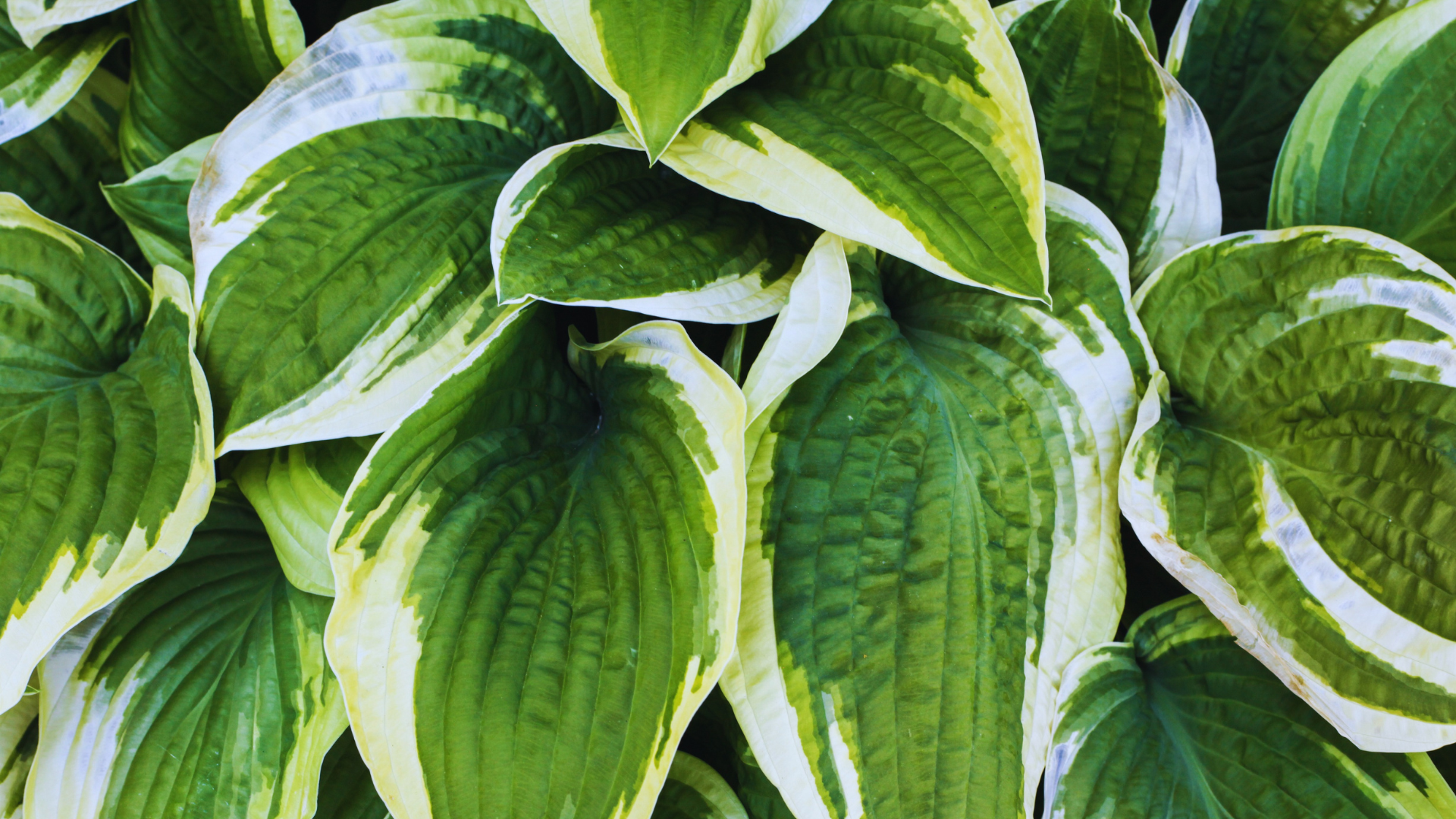 Do Hostas Like Mushroom Compost 1