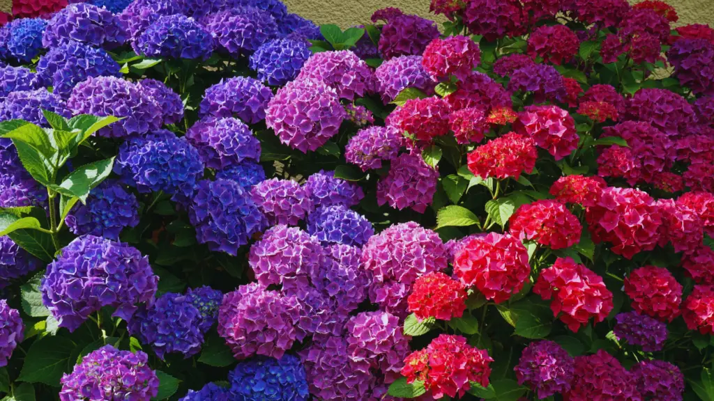 Do Hydrangeas Like Mushroom Compost? - Little Leafy