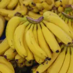 Is Banana Water Good For Plants