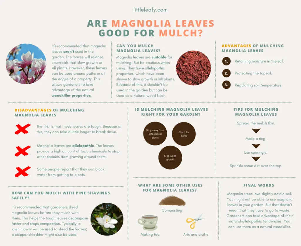 Are Magnolia Leaves Good For Mulch