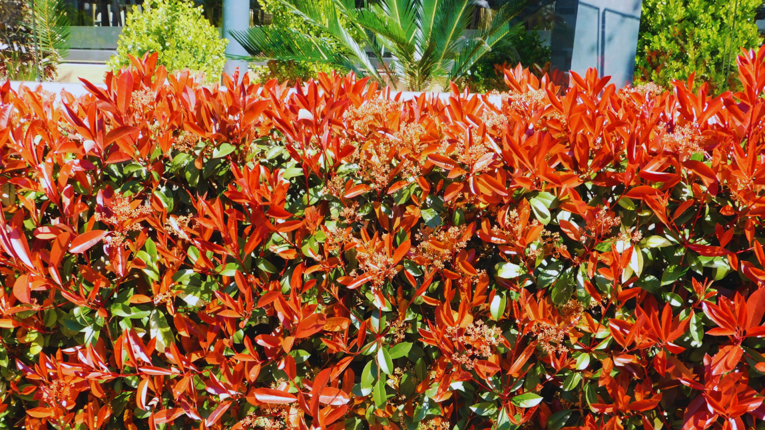 Do Photinias Need Ericaceous Compost? Little Leafy