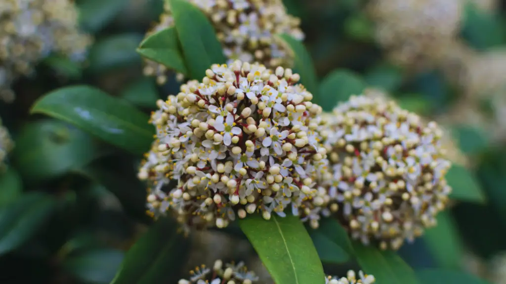 Do Skimmia Plants Need Ericaceous Compost? Little Leafy