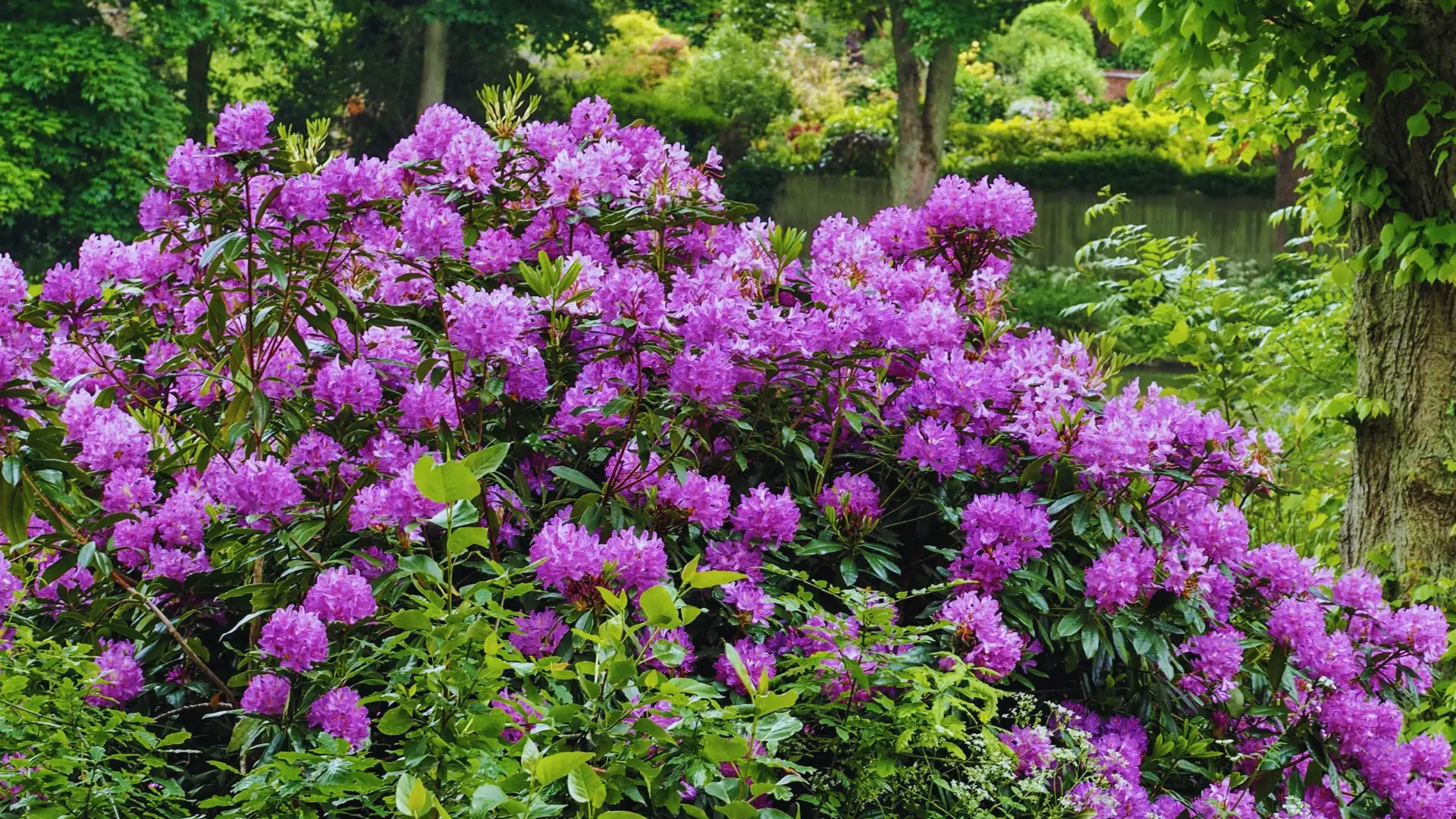 Do You Need Ericaceous Compost For Rhododendrons