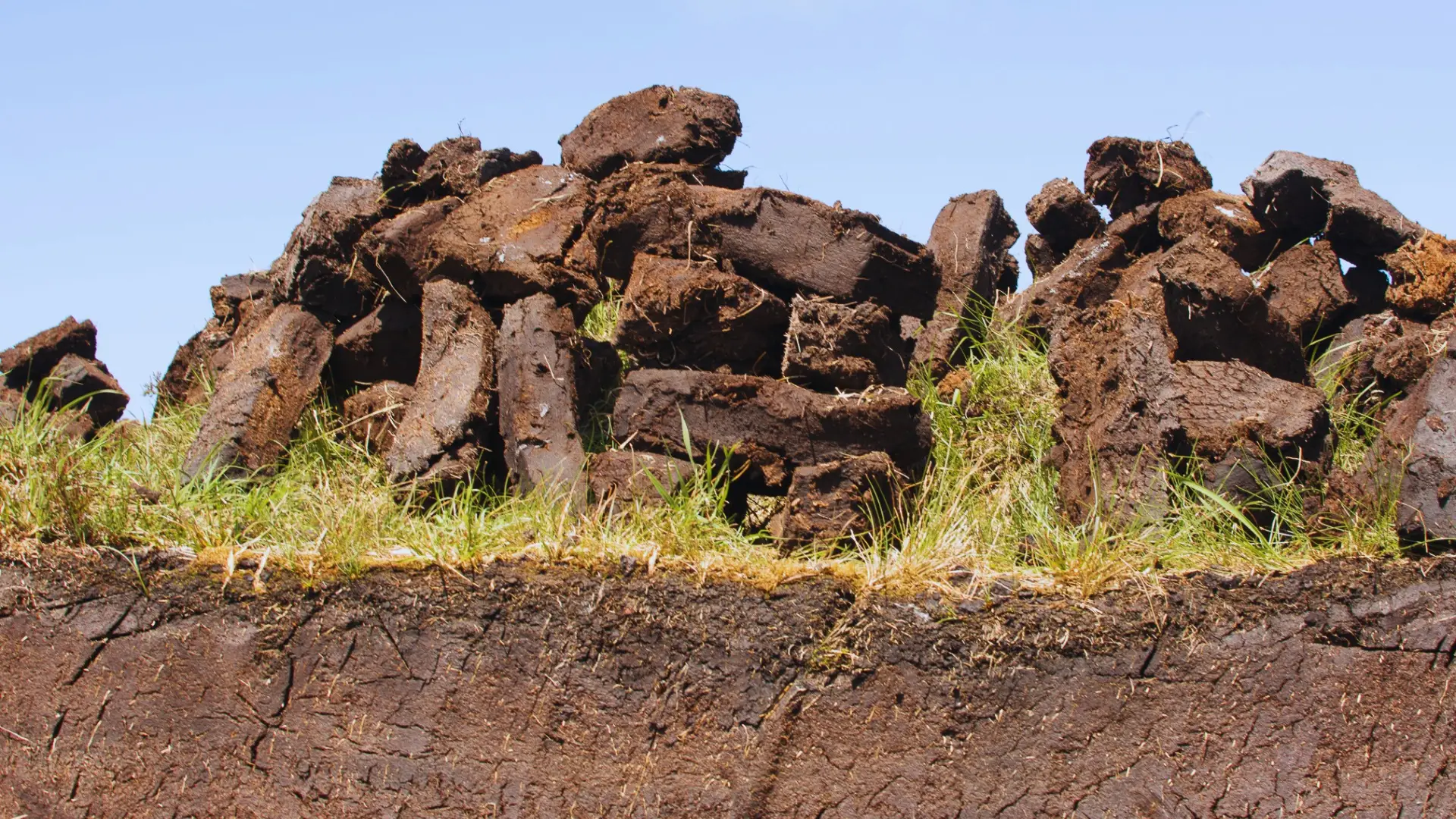 Does Ericaceous Compost Contain Peat