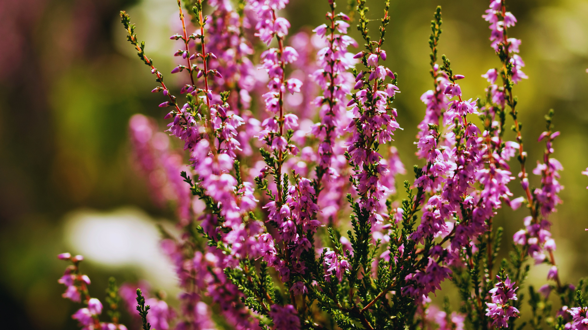 Is Ericaceous Compost Good For Heathers