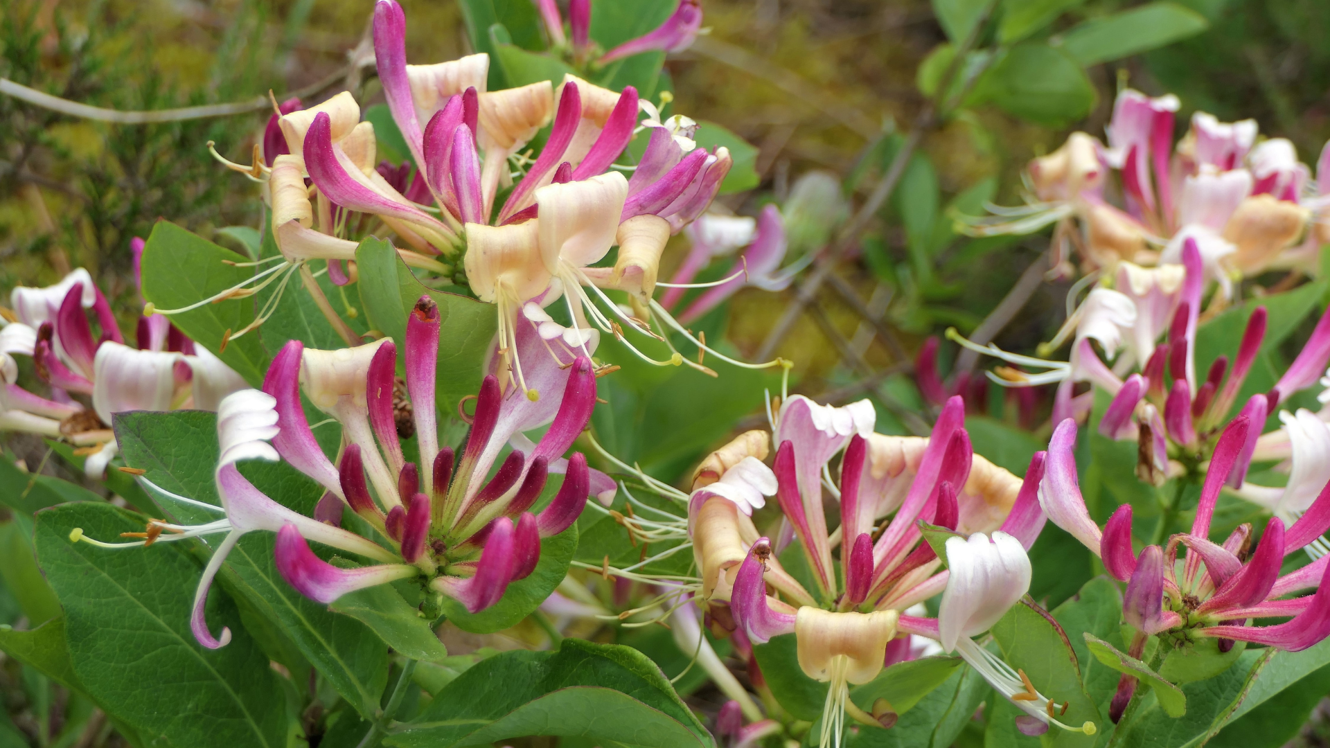 Is Ericaceous Compost Good For Honeysuckle