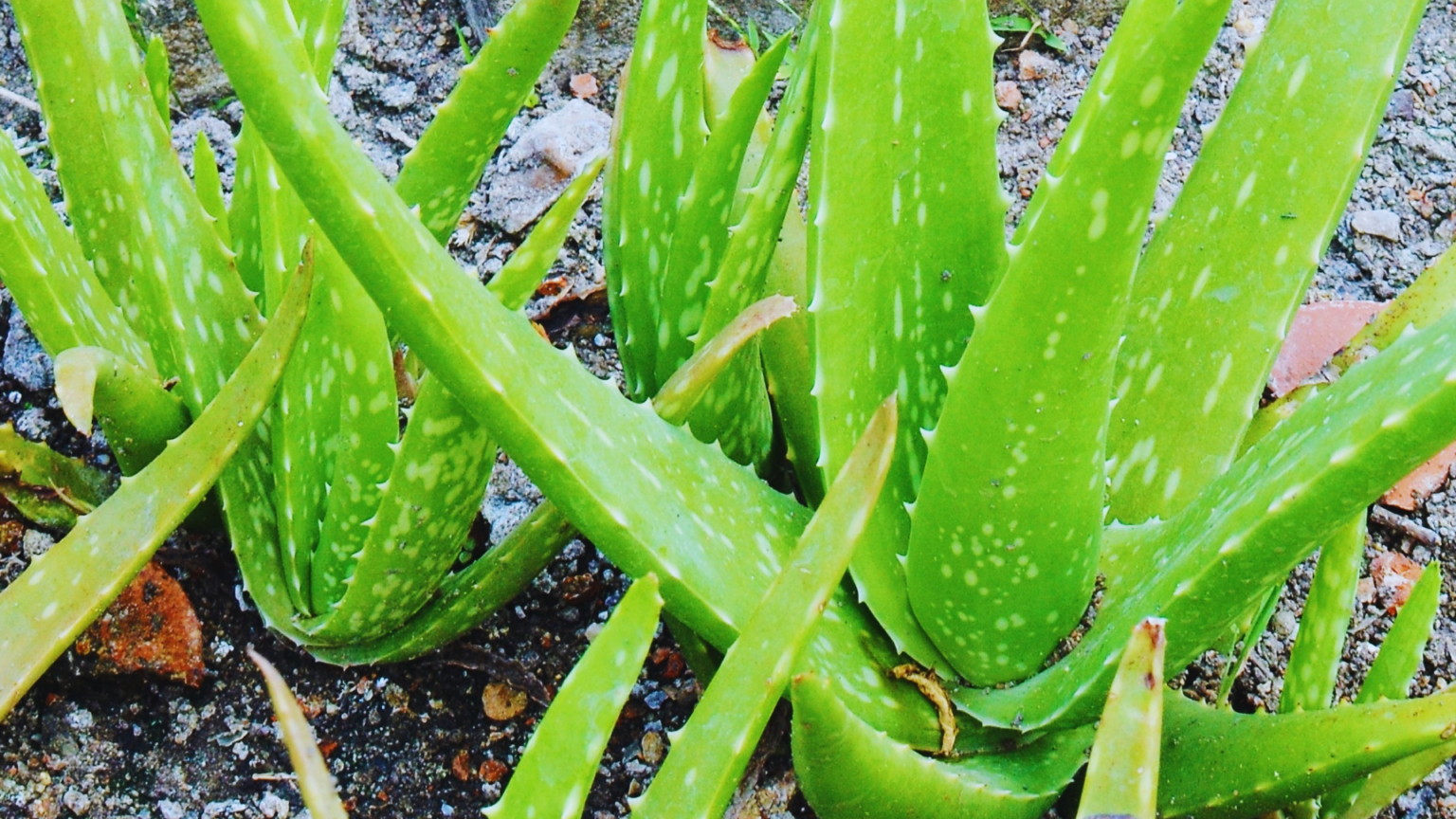 Is Rice Water Good For Aloe Plants Little Leafy