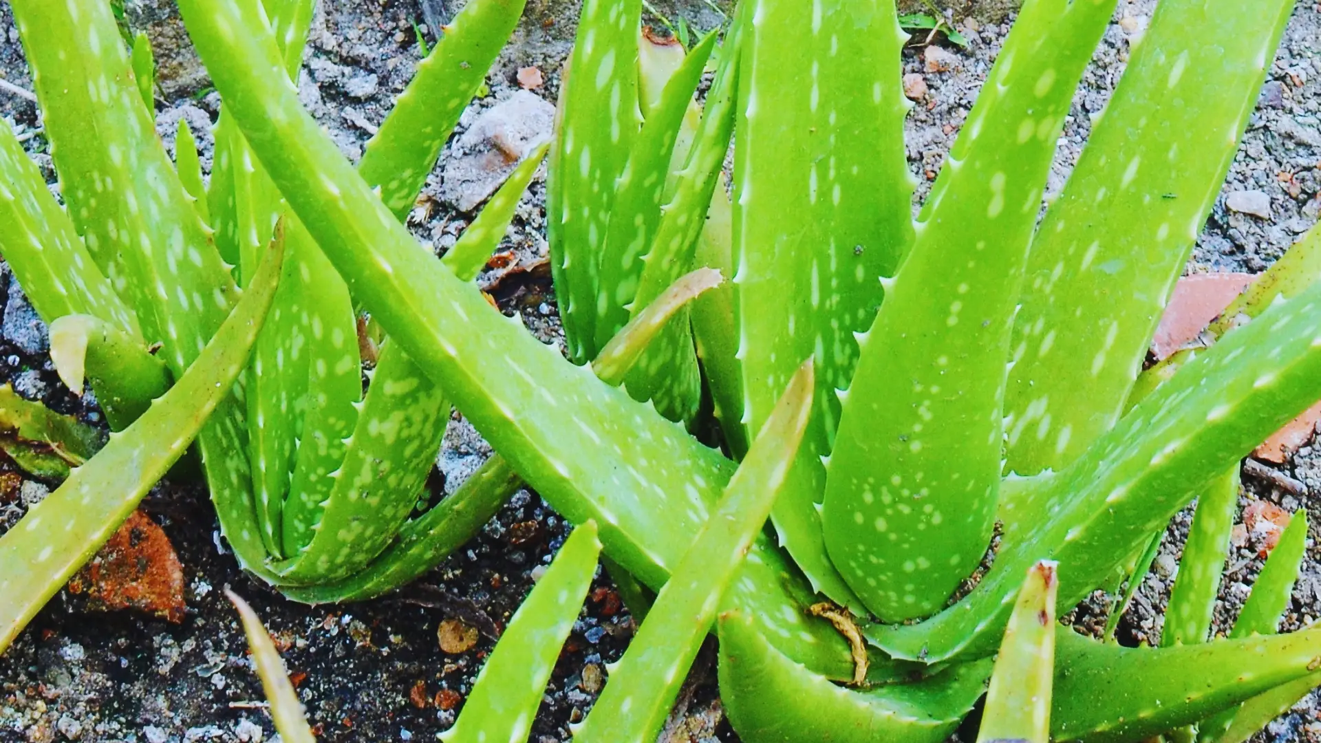 Is Rice Water Good For Aloe Plants