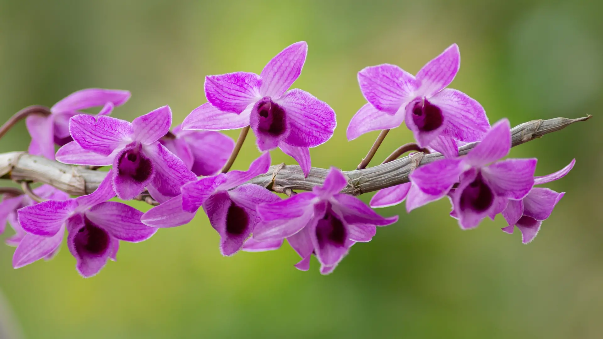 Is Rice Water Good For Orchid Plants
