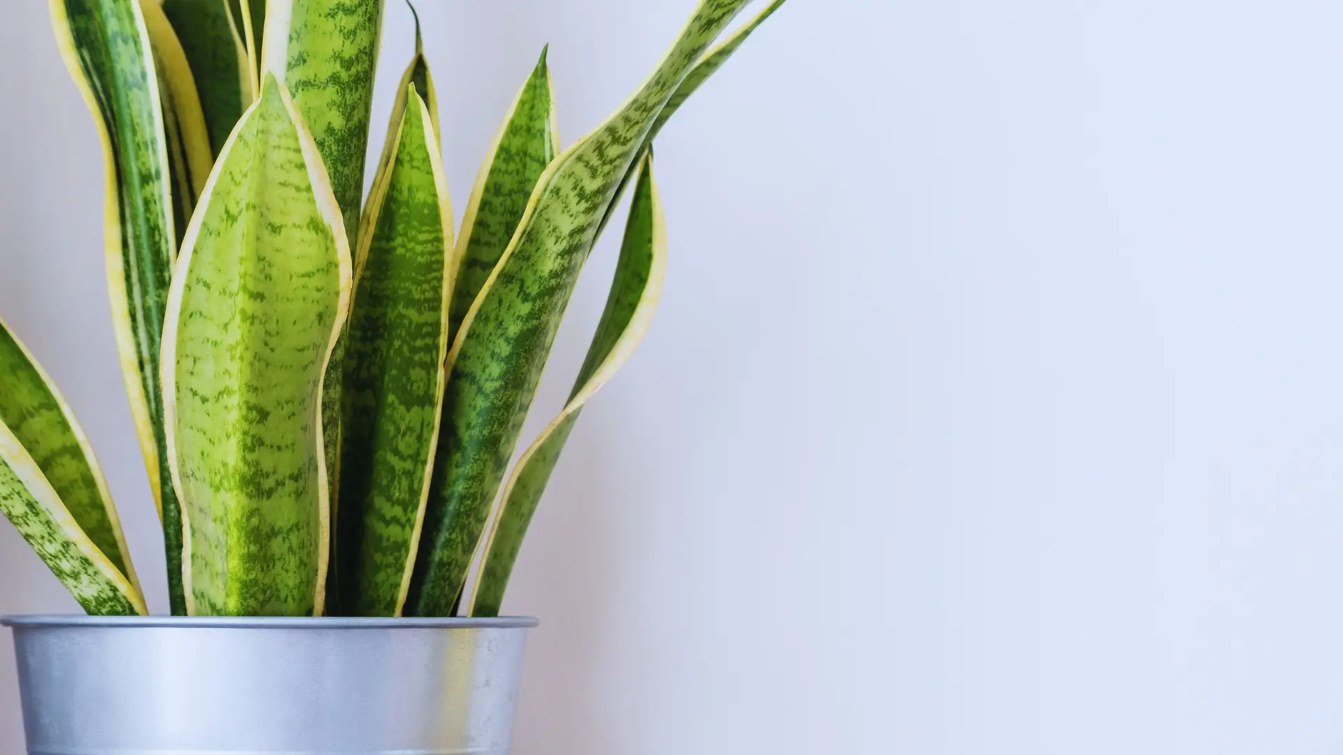 Is Rice Water Good For Snake Plants