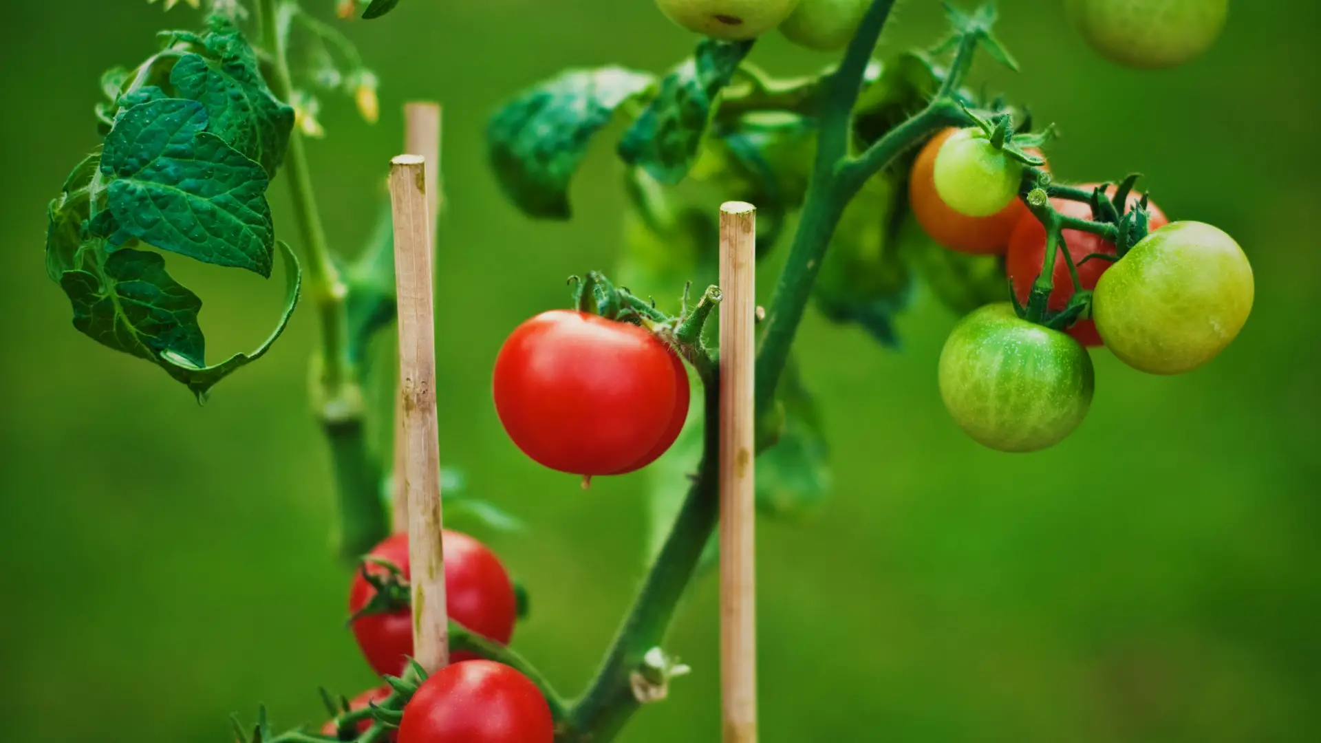 Is Rice Water Good For Tomato Plants