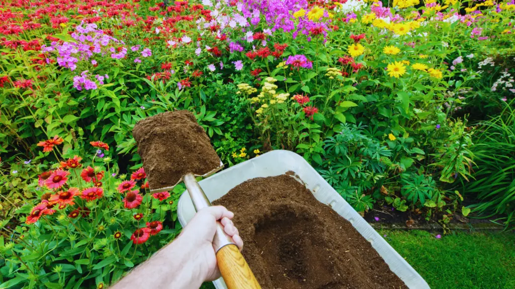 What Is Ericaceous Compost? 💐 An Introduction For Beginners Little Leafy