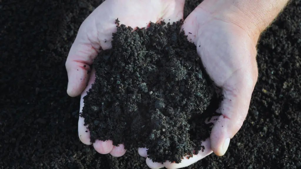 What Is Mushroom Compost An Introduction For Beginners Little Leafy what-is-mushroom-compost-an-introduction-for-beginners-little-leafy